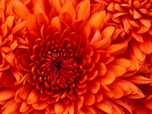 Load image into Gallery viewer, product-1