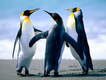 Load image into Gallery viewer, product-1